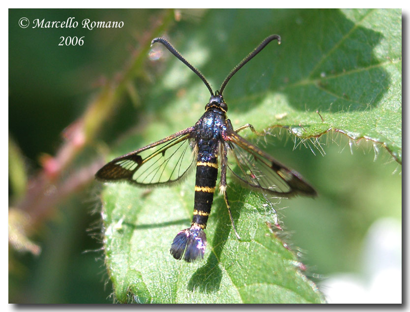 Synanthedon spuleri, una piccola Sesia poco fotografata